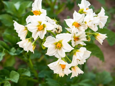 White flowers of a flowering potato on a bed of a farm field in the sun. Agricultural crop. Harvesting. Summer day. Vitamin salad. Background image. Template with place for text. Poster.