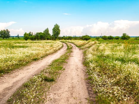 A dirt road through a field with daisies. Natural landscape Deciduous trees. Blue sky. Background Admire the view. On open air.