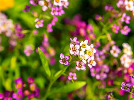 A closeup of small blooming pink garden flowers. Garden floriculture. Summer season. Blooming pink flower. Bouquet. Mothers Day. Birthday. Congratulate with celebration. Day of Remembrance.
