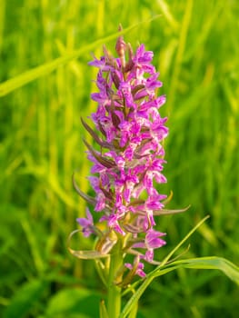 Blooming lilac flower of a field plant. Meadow. Petal plants. Leaf of a plant. Background image. Place for text.