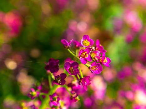 A closeup of small blooming pink garden flowers. Garden floriculture. Summer season. Blooming pink flower. Bouquet. Mothers Day. Birthday. Congratulate with celebration. Day of Remembrance.