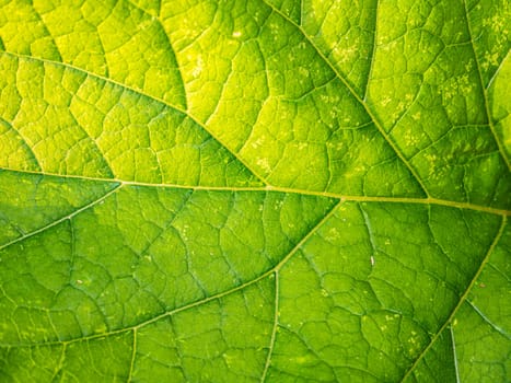 Green leaf texture of the plant in the sun. Botany. Background image. Place for text. Background isobrazhrazhenie. Template. Poster. Green color.