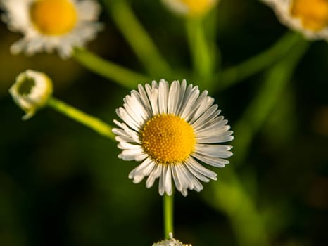 White wild daisy flower in the sunlight. Background image. Admire the view. Nature. Summer day. Natural conditions. Macro photo.