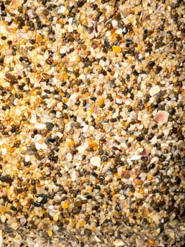 Texture of sand with shells of the sea coast after low tide. Background image. Place for text. Natural conditions.