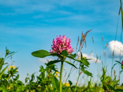 Pink clover flower on a background of blue sky. A clear sunny summer day. Farmer's field. Agriculture. Livestock feed. Petal plants. Leaf of a plant. Background image. Place for text.