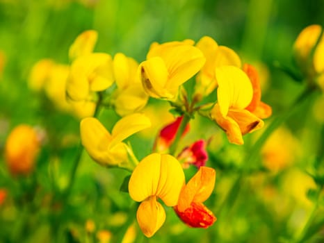 Yellow flowers of field plants in the sunlight. Background image. Admire the view. Nature. Summer day. Natural conditions. Macro photo.