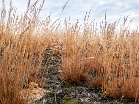 Steppe dry grass against the background of the cloudy sky. Desert vegetation. Overcast sky. Natural landscape. Background image. Landscape view. Admire the view. Photo.