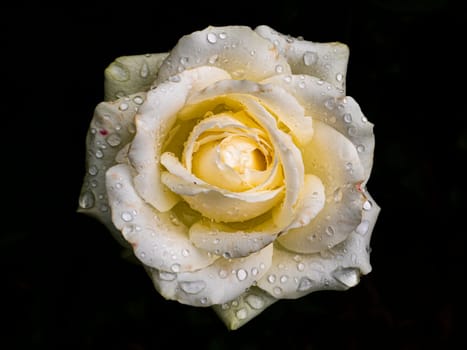 Drops of water on the petals of white rose flowers. Greeting card. Background image. Place for text. Template. Poster. Valentine's Day. Birthday. Mothers Day. Day of Remembrance.