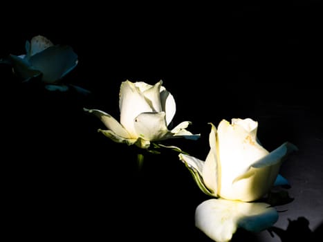 A bouquet of white roses flowers on a black background. Sunlight. Congratulations on the holiday. Birthday. Valentine's Day. Mothers Day. Bridal bouquet. Shop window. Poster. Place for text. Template.