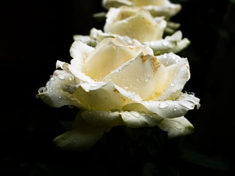 Drops of water on the petals of white rose flowers. Greeting card. Background image. Place for text. Template. Poster. Valentine's Day. Birthday. Mothers Day. Day of Remembrance.