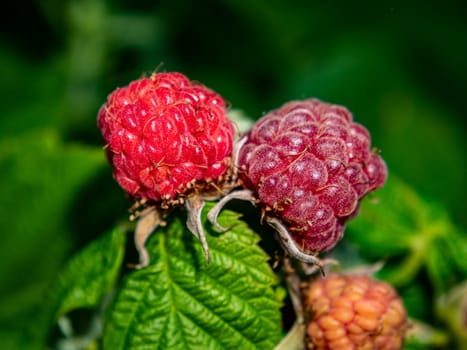 Ripe berry of red raspberries on a background of green leaves. Food photo. Fruits. Harvesting. Agriculture. Farming. Shop window. Poster. Place for text. Template. Background image.