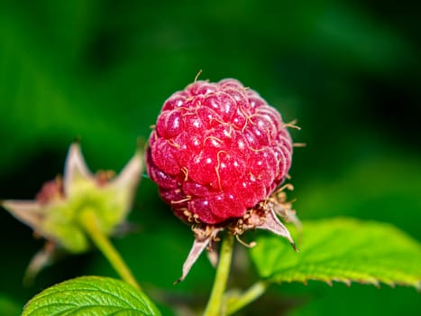 Ripe berry of red raspberries on a background of green leaves. Food photo. Fruits. Harvesting. Agriculture. Farming. Shop window. Poster. Place for text. Template. Background image.