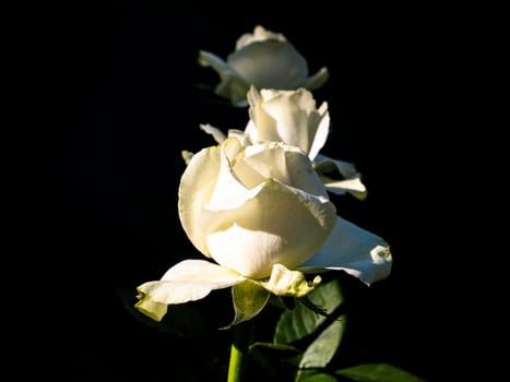 A bouquet of white roses flowers on a black background. Sunlight. Congratulations on the holiday. Birthday. Valentine's Day. Mothers Day. Bridal bouquet. Shop window. Poster. Place for text. Template.