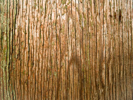 The surface texture of a wooden board with knots. The background image of the site page. Template with place for text. Poster. Advertising.