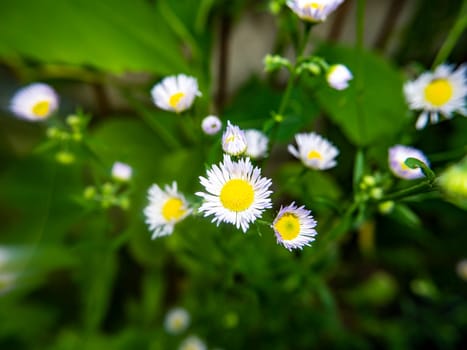 Flowers of white wild chamomile on a background of green leaves. Sunlight. Shop window. Poster. Place for text. Template.
