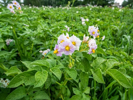 White flowers of a flowering potato on a bed of a farm field in the sun. Agricultural crop. Harvesting. Summer day. Vitamin salad. Background image. Template with place for text. Poster.