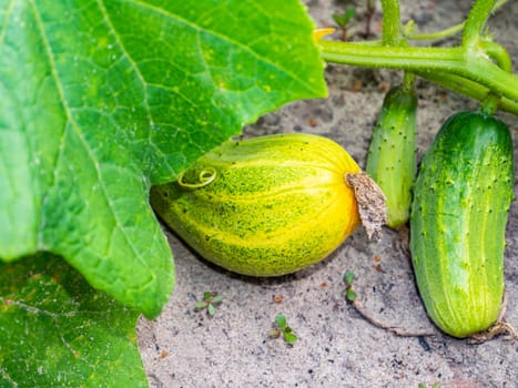 Harvest vegetables cucumber in the garden bed of the farmer's field. Agriculture. Agriculture. Advertising of a shop window of a grocery store. Place for your text. Poster. Food photo. Harvesting.