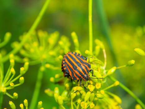 Halyomorpha halys beetle on a plant leaf. Insects. Field plants and flowers. Macro photo. The natural world. Journey. Beetle Pest.