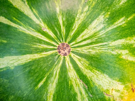 The surface texture of a green striped watermelon. Berry. Food photo. Place for your text. Harvest of watermelons. Background image. Poster. Advertising photo of a shop window. Summer season.