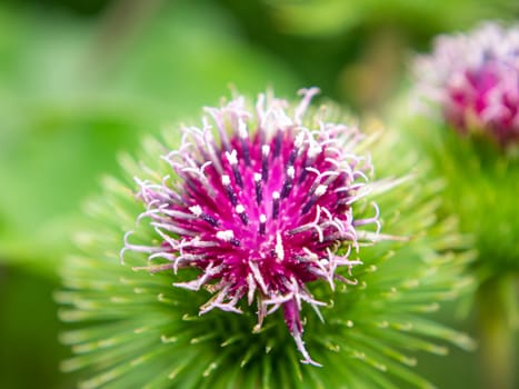 The pink color of the thorns of the burdock plant. Wildflowers. Macro photo. Flowerbed. Background image. Place for text. Template. Place of rela. Showcase flower shop. Poster. Greeting card.