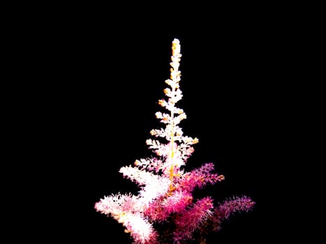 Pink flower in the sunshine on a black background. Wildflowers. Flowerbed. Background image. Place for text. Template. Place of rela. Showcase flower shop. Poster. Greeting card.
