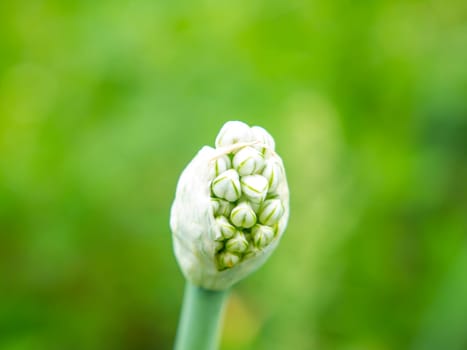 White blossom of a vegetable green onion macro photo. Agriculture. The farm. Growing vegetables. Background image. Place for text. Place of advertising. Biology.