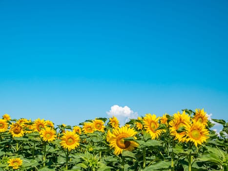 Blooming field of sunflowers against the blue sky. Farm field. Agriculture. Advertising photo. Sunlight. Windy weather. Outdoors. Summer season. Admire the view.