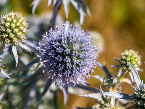 Macro photo of a blue thorny field plant. Background image. Place for your text. Advertising photo. Poster. Template. Ethnoscience. Nature.