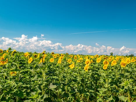 Blooming field of sunflowers against the blue sky. Farm field. Agriculture. Advertising photo. Sunlight. Windy weather. Outdoors. Summer season. Admire the view.