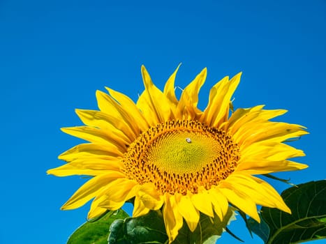Blooming field of sunflowers against the blue sky. Farm field. Agriculture. Advertising photo. Sunlight. Windy weather. Outdoors. Summer season. Admire the view.