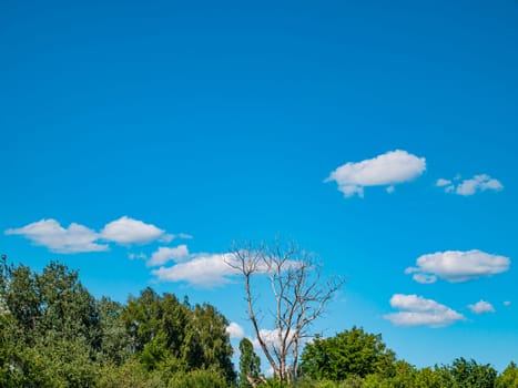 Dry wood on a background of blue sky with white clouds. Cloudy landscape. Background image. Place for text. Template. Poster. Look into the distance. Admire the view. Prodny landscape. Cloudy horizon.