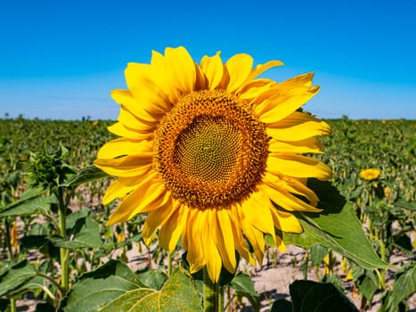 Blooming field of sunflowers against the blue sky. Farm field. Agriculture. Advertising photo. Sunlight. Windy weather. Outdoors. Summer season. Admire the view.