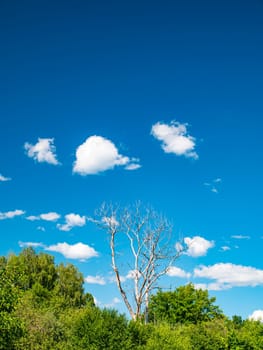 Dry wood on a background of blue sky with white clouds. Cloudy landscape. Background image. Place for text. Template. Poster. Look into the distance. Admire the view. Prodny landscape. Cloudy horizon.