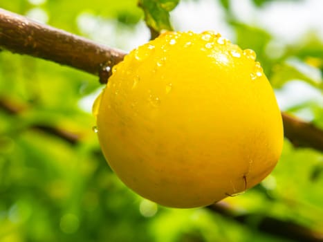 Plum fruit berry with rain water drops. Yellow plum. Orchard. Gardening. Summer season. Place for text. Advertising voto of a shop window of a fruit shop. Fruits of berries of an orchard. Macro photo.