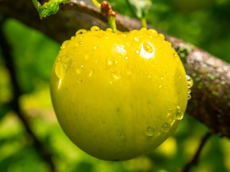 Plum fruit berry with rain water drops. Yellow plum. Orchard. Gardening. Summer season. Place for text. Advertising voto of a shop window of a fruit shop. Fruits of berries of an orchard. Macro photo.