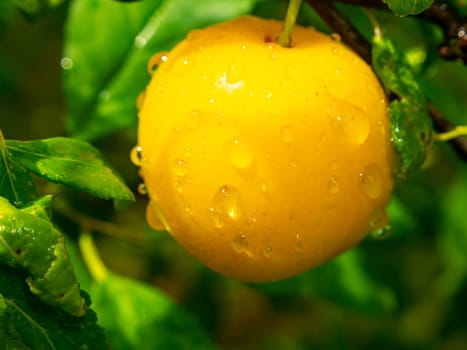 Plum fruit berry with rain water drops. Yellow plum. Orchard. Gardening. Summer season. Place for text. Advertising voto of a shop window of a fruit shop. Fruits of berries of an orchard. Macro photo.