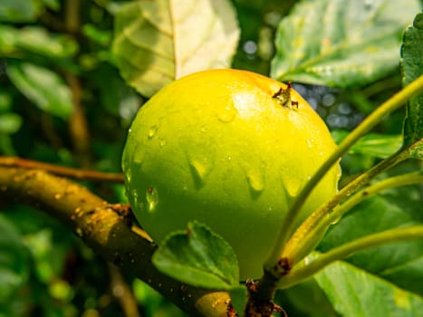 Apple fruit with drops of rain water on a tree branch. Green apple. Orchard. Gardening. Place for text. Advertising voto of a shop window of a fruit shop. Fruits of berries of an orchard. Macro photo.