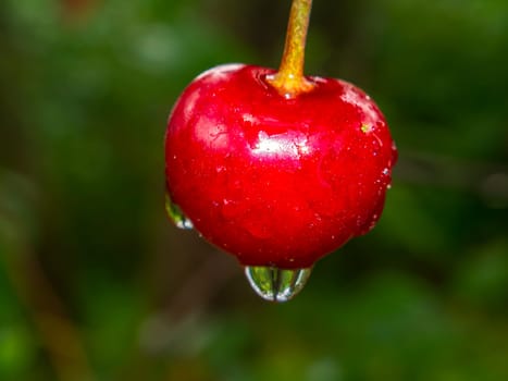Red cherry fruit berry with rain water drops. Orchard. Gardening. Summer season. Place for text. Advertising voto of a shop window of a fruit shop. Fruits of berries of an orchard. Macro photo.