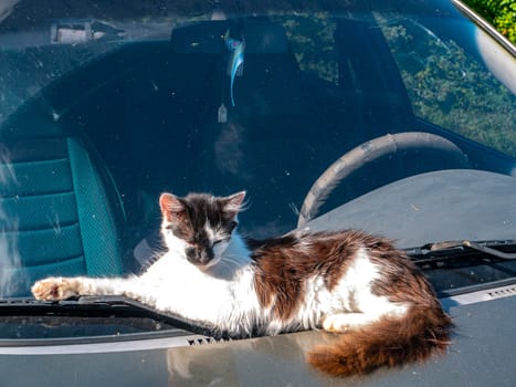 The pet cat lies on the hood of the car. Kittens. Black and white. A family of cats. Predator. Animal face. A car. Driving by car. Journey. Background image. Place for text.