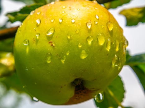 Apple fruit with drops of rain water on a tree branch. Green apple. Orchard. Gardening. Place for text. Advertising voto of a shop window of a fruit shop. Fruits of berries of an orchard. Macro photo.