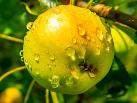 Apple fruit with drops of rain water on a tree branch. Green apple. Orchard. Gardening. Place for text. Advertising voto of a shop window of a fruit shop. Fruits of berries of an orchard. Macro photo.
