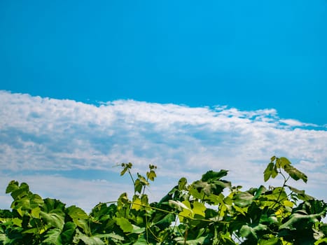 Grapevine against a background of blue sky with clouds. Agriculture. Farm. Growing grapes. Cloudy landscape. Background image. Place for text. Template. Poster.