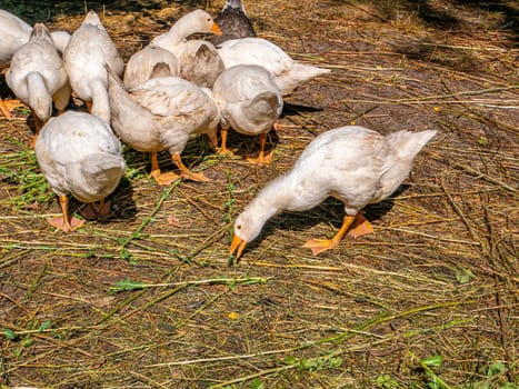 White geese eat grass on the farm. Household. Agriculture. Poultry keeping. Domestic bird. Background image. On open air. Place for text. Template. Poster.