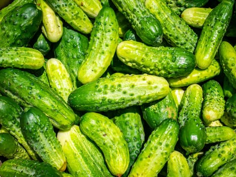 The harvested harvest of pickled cucumber vegetables. Food photo. Vegetarian food. Agriculture. Farm. Advertising photo of a shop window. Background image. Place for text.
