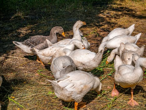 White geese eat grass on the farm. Household. Agriculture. Poultry keeping. Domestic bird. Background image. On open air. Place for text. Template. Poster.