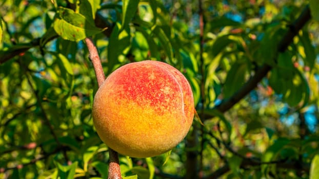 Peach fruit on a tree branch in the garden. Food photo. Harvesting the peach. Orchard. Agriculture. Advertising photo of a shop window. Place for text. Template. Sunlight. Summer season.