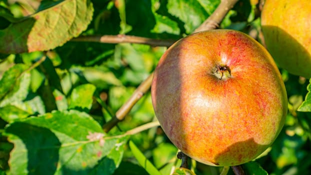 Apple fruit on a tree branch in the garden. Food photo. Harvesting the apple harvest. Orchard. Agriculture. Advertising photo of a shop window. Place for text. Template. Sunlight. Summer season.