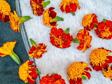 Blooming flowers of the marigold on a white background. Background image. On open air. Place for text. Template. Poster.