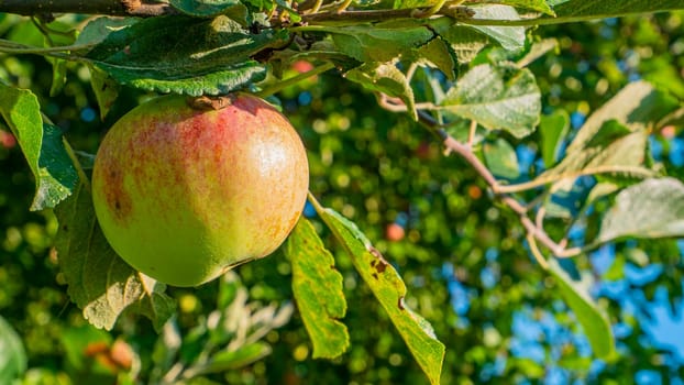 Apple fruit on a tree branch in the garden. Food photo. Harvesting the apple harvest. Orchard. Agriculture. Advertising photo of a shop window. Place for text. Template. Sunlight. Summer season.