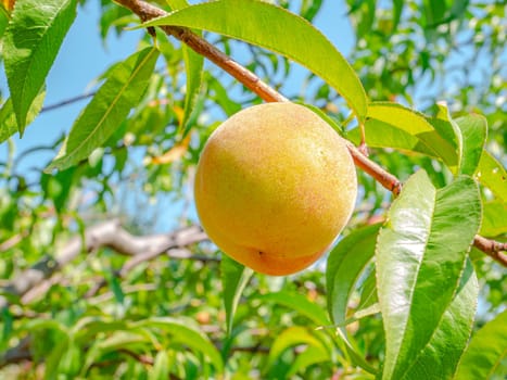 Peach fruit on a background of blue sky. Harvesting peaches in the garden. Food photo. Fruit juice. Agriculture. Vegetarian food. Vitamins. Tree branches. Background image.